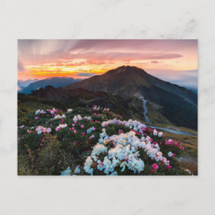 Rhododendron Blooming   Taroko National Park Postcard