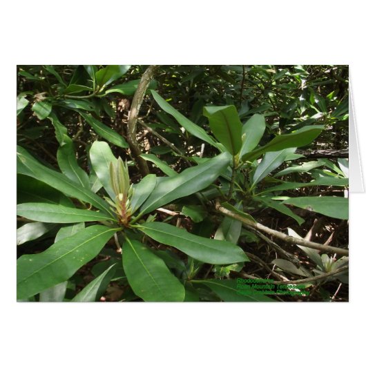 Rhododendron Cards (Front Horizontal)