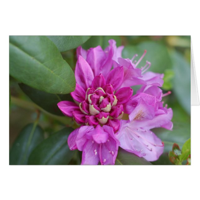 Rhododendron Cards (Front Horizontal)