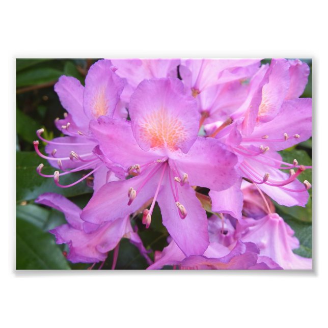 Rhododendron Flower Photo Print (Front)