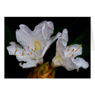 Rhododendron flowers cards