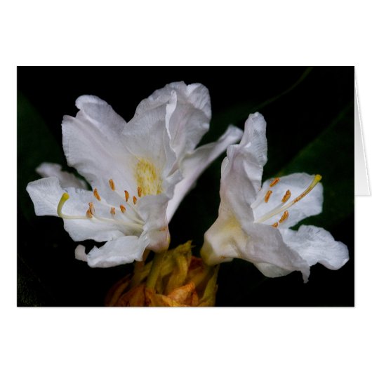Rhododendron flowers cards (Front Horizontal)