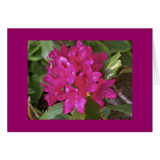 Rhododendron, fuscia cards (Front Horizontal)