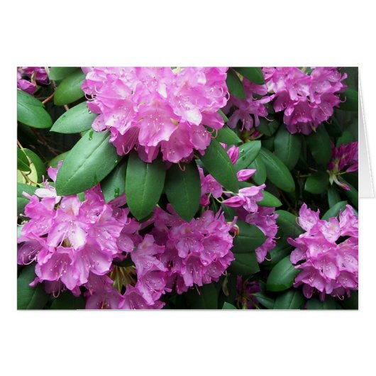 Rhododendron Garden Cards (Front Horizontal)