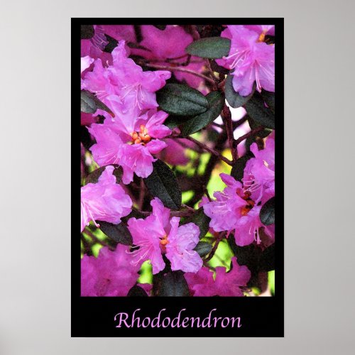 Rhododendron Garden Flowers Floral Nature Poster