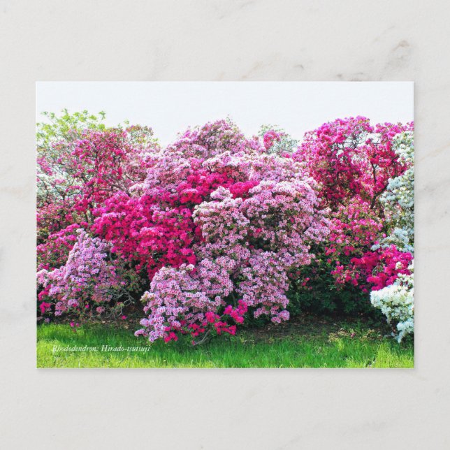 Rhododendron: Hirado-Tsutsuji Postcard (Front)