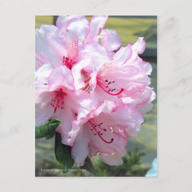 Rhododendron 'Hydon Down' Postcard (Front)