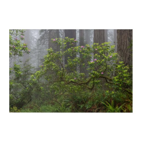 Rhododendron in Redwood National Park California Acrylic Print