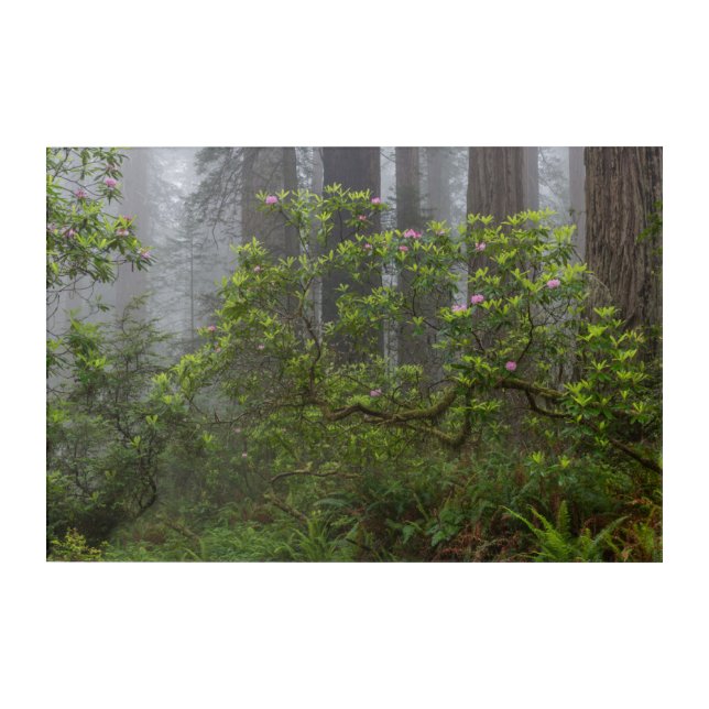 Rhododendron in Redwood National Park California Acrylic Print (Front)