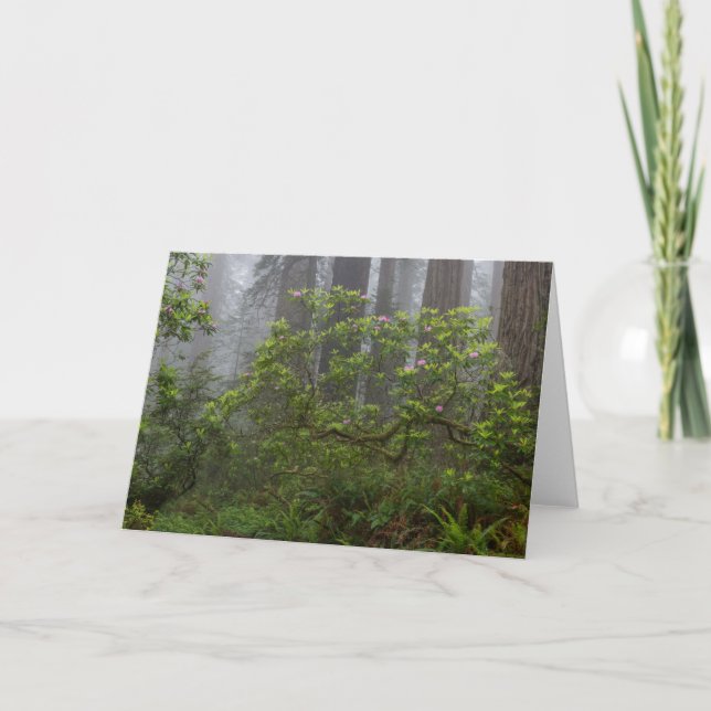 Rhododendron in Redwood National Park California Card (Front)