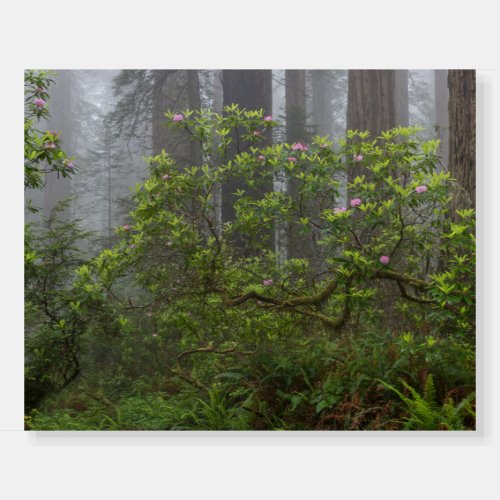 Rhododendron in Redwood National Park California Foam Board