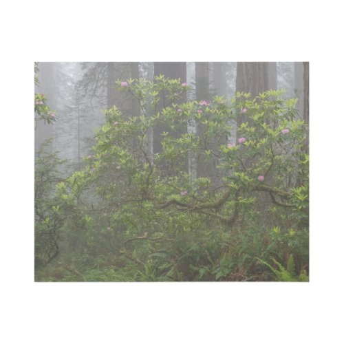 Rhododendron in Redwood National Park California Gallery Wrap
