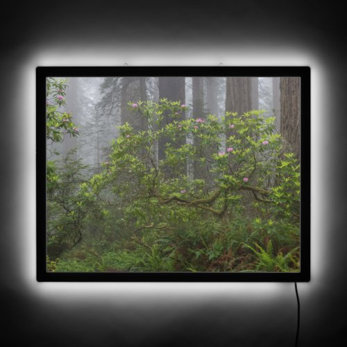 Rhododendron in Redwood National Park California LED Sign