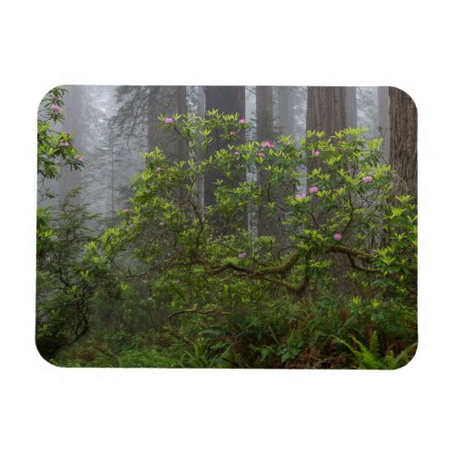 Rhododendron in Redwood National Park California Magnet