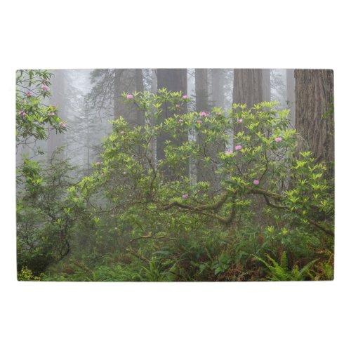 Rhododendron in Redwood National Park California Metal Print