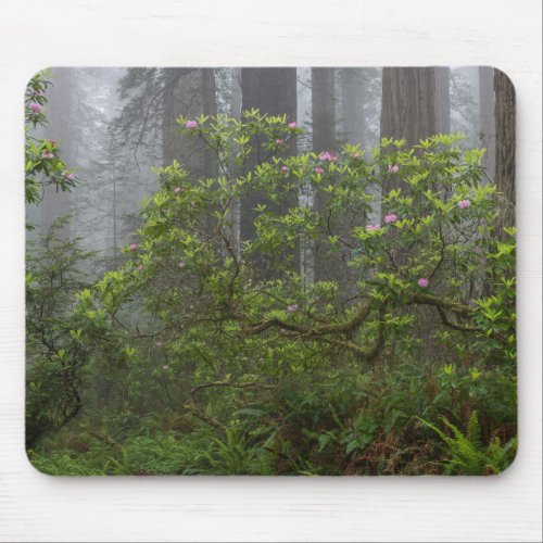 Rhododendron in Redwood National Park California Mouse Pad