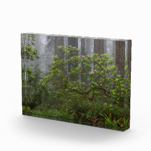 Rhododendron in Redwood National Park California Photo Block