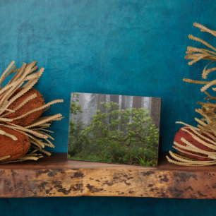 Rhododendron in Redwood National Park California Plaque