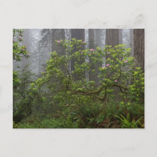 Rhododendron in Redwood National Park California Postcard