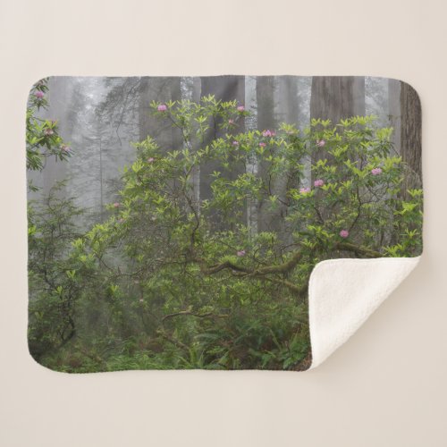 Rhododendron in Redwood National Park California Sherpa Blanket