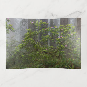 Rhododendron in Redwood National Park California Trinket Tray