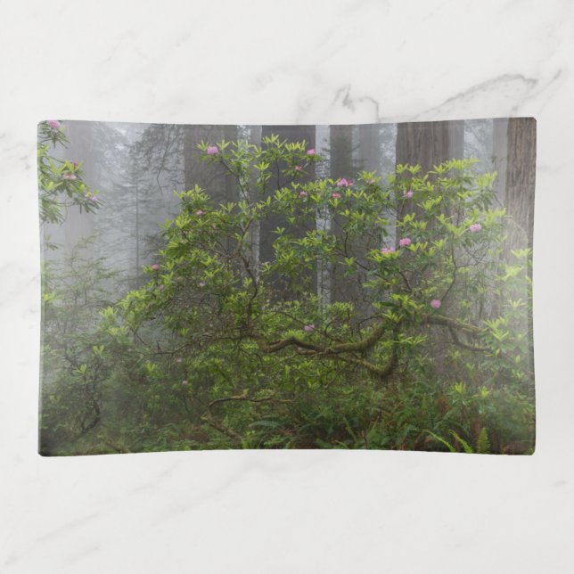 Rhododendron in Redwood National Park California Trinket Tray (Front)