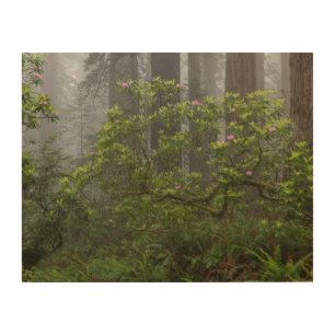 Rhododendron in Redwood National Park California Wood Wall Art