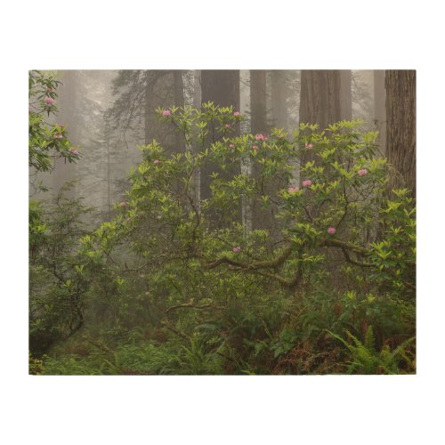 Rhododendron in Redwood National Park California Wood Wall Art
