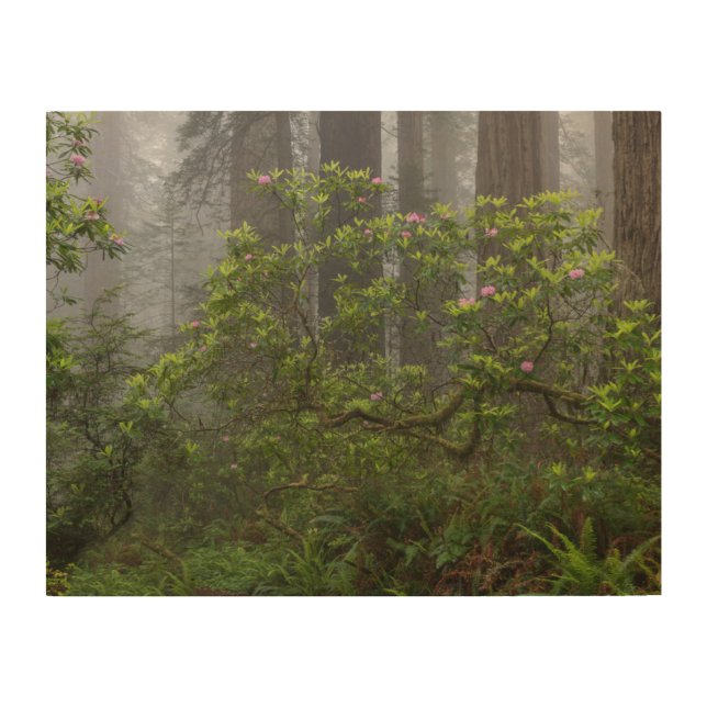 Rhododendron in Redwood National Park California Wood Wall Art (Front)