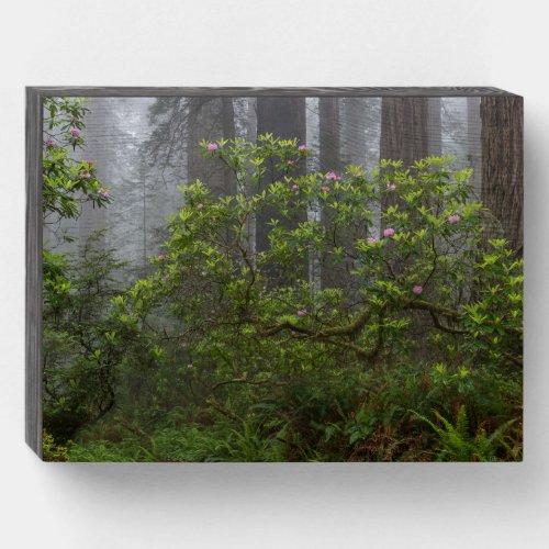 Rhododendron in Redwood National Park California Wooden Box Sign