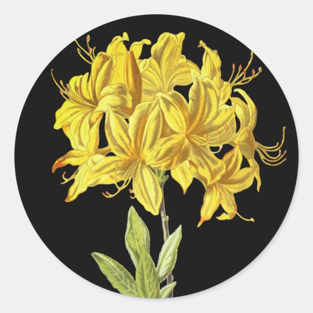 Rhododendron luteum (Pontic Azalea) Classic Round Sticker (Front)