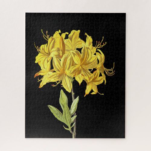 Rhododendron luteum Pontic Azalea Jigsaw Puzzle