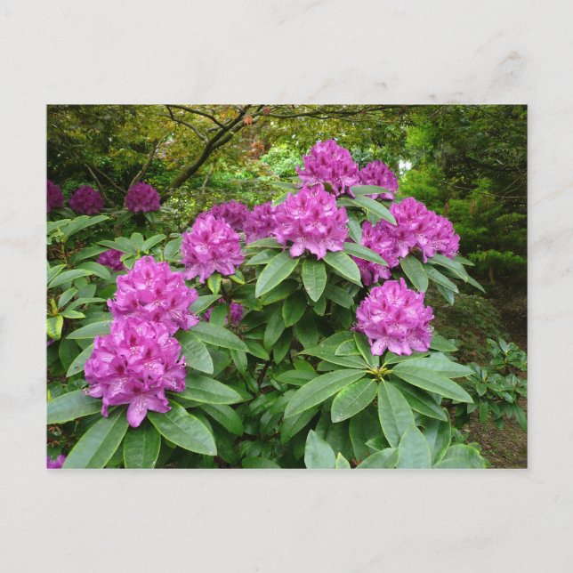 Rhododendron Ponticum Postcard (Front)