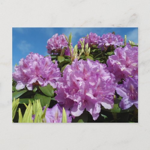 Rhododendron Postcard