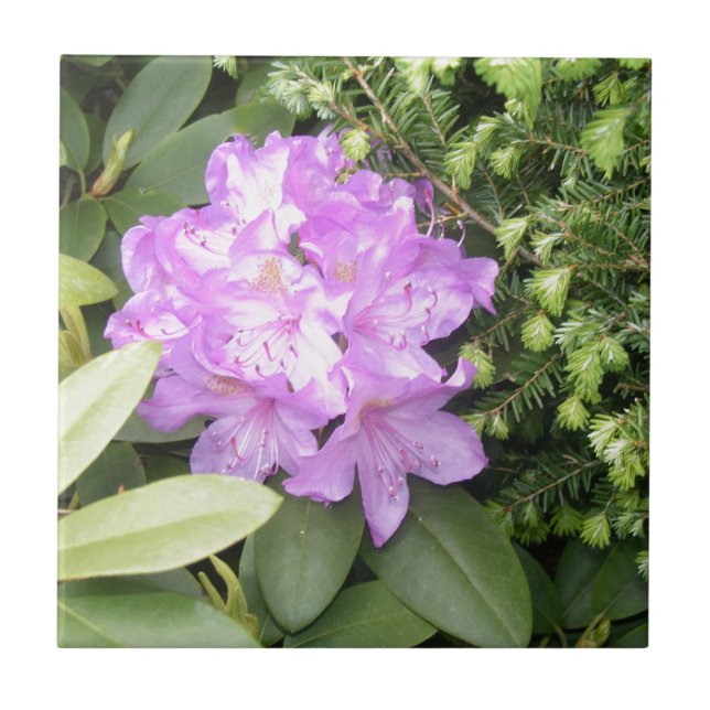 Rhododendron - Purple Flowers in Spring Ceramic Tile (Front)
