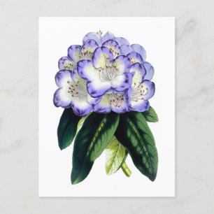 Rhododendron Vintage Botanical Postcard