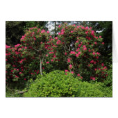 Rhododendrons (Front Horizontal)