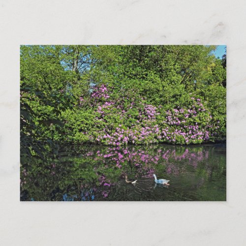Rhododendrons and Geese Roath Park Lake Cardiff Postcard