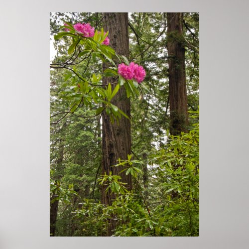 Rhododendrons Blooming With Coast Redwood Trees Poster