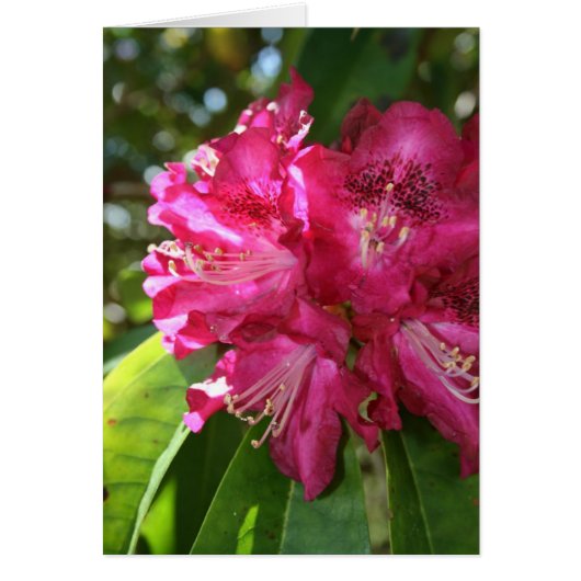 Rhododendrons Card (Front)