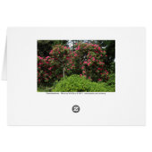 Rhododendrons Cards (Back Horizontal)