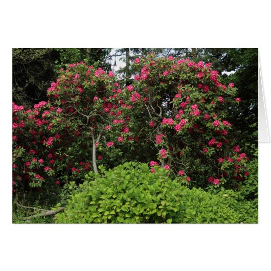 Rhododendrons Cards (Front Horizontal)