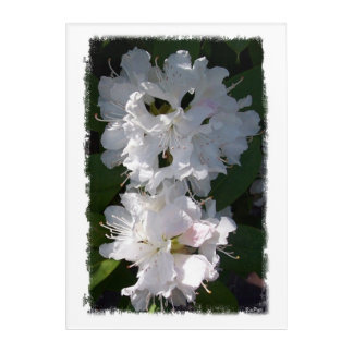 Rhododendrons Flower Acrylic Wall Art
