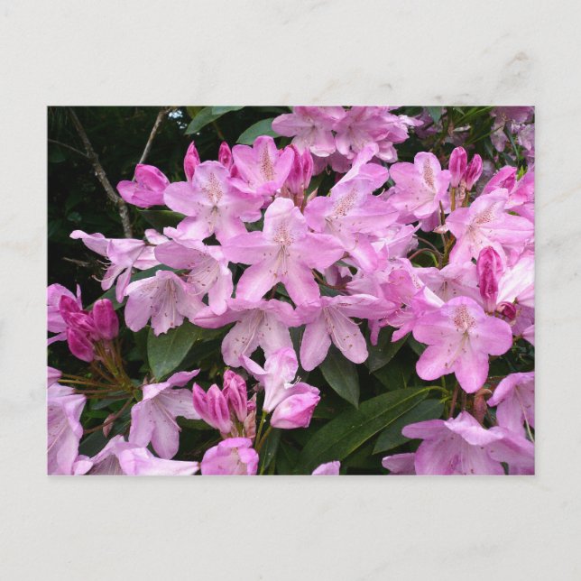 Rhododendrons II Postcard (Front)