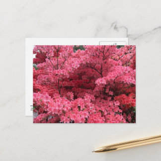 Rhododendrons of Halifax Nova Scotia Postcard
