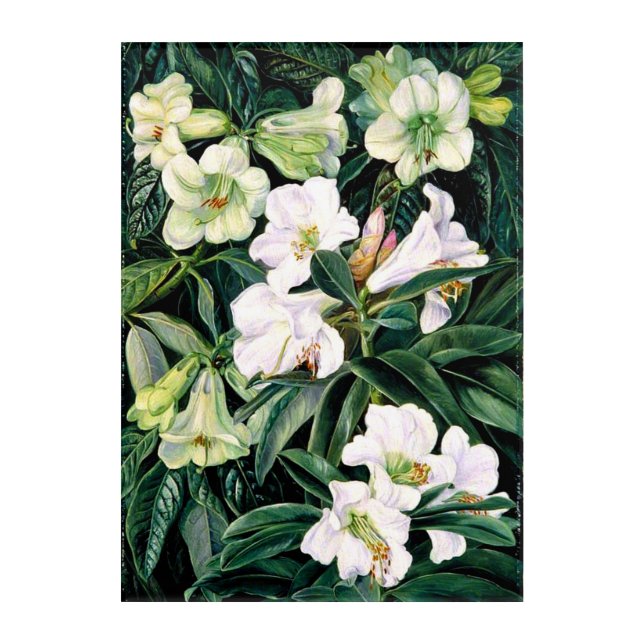 Rhododendrons of North India Acrylic Print (Front)