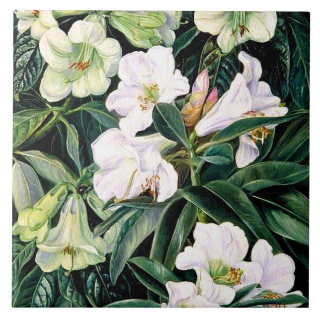 Rhododendrons of North India Ceramic Tile (Front)