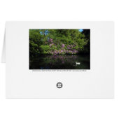 Rhododendrons, Roath Park Lake, Cardiff (Back Horizontal)