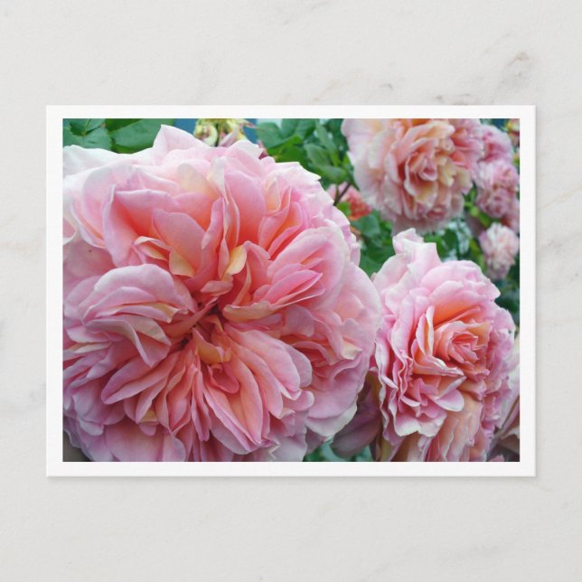 Rhododendrum Postcard (Front)