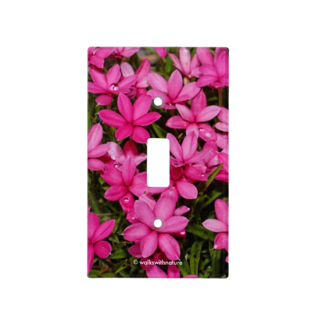 Rhodohypoxis / Red Star / Rosy Posy Light Switch Cover (Front)